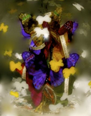 Fragments - 2013<br /><br /><h6>Nabokovâ€™s Butterflies 2</h6>  Artistâ€™s photographic print  on Somerset Velvet 3/5 <br /> 300mm x 400mm H <br /><br /><br /><br /><br /><br /><br /><h7>For sale</h7>